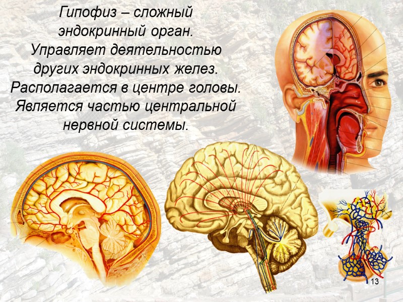 13 Гипофиз – сложный  эндокринный орган. Управляет деятельностью  других эндокринных желез. Располагается